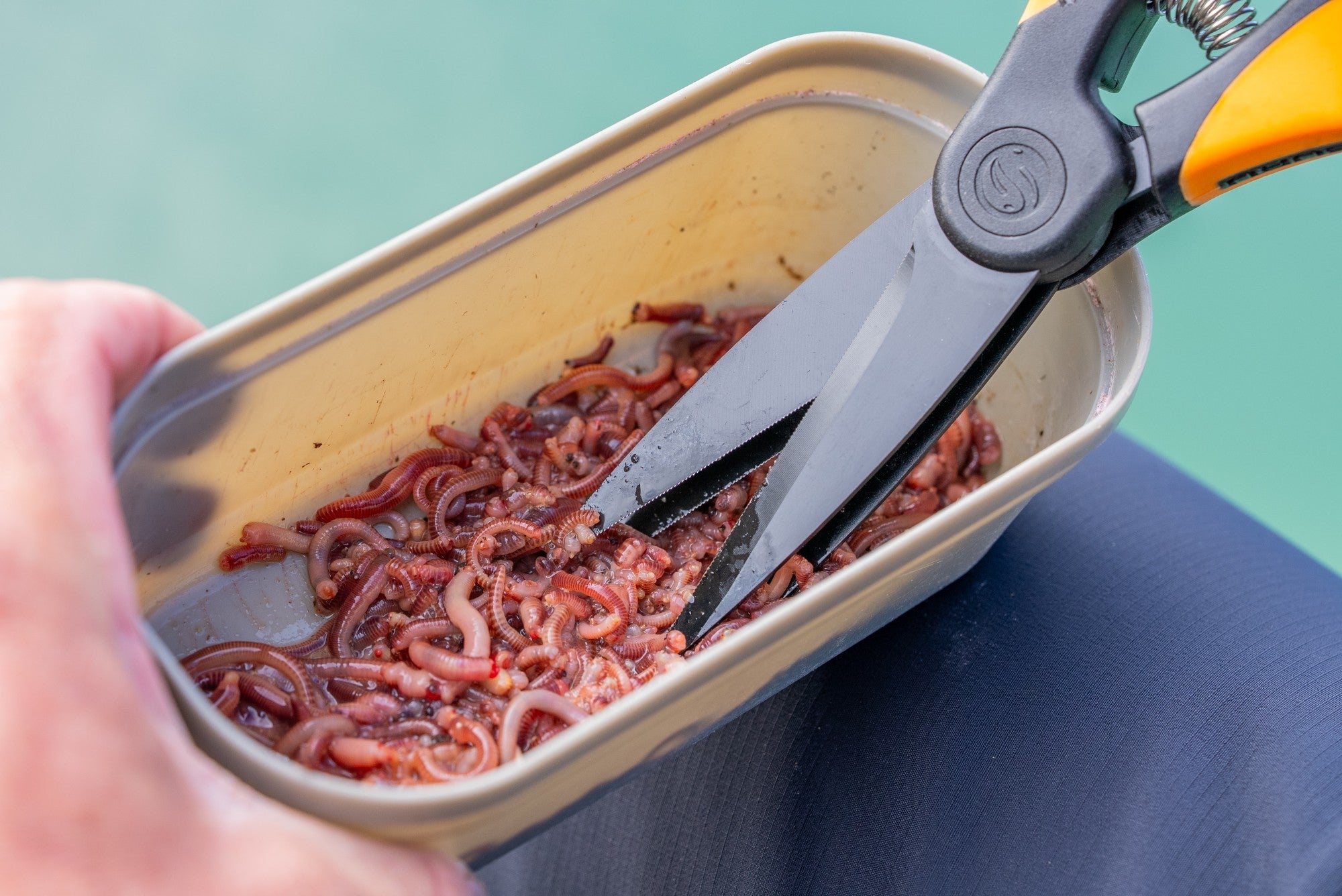 Guru-worm-scissors-6