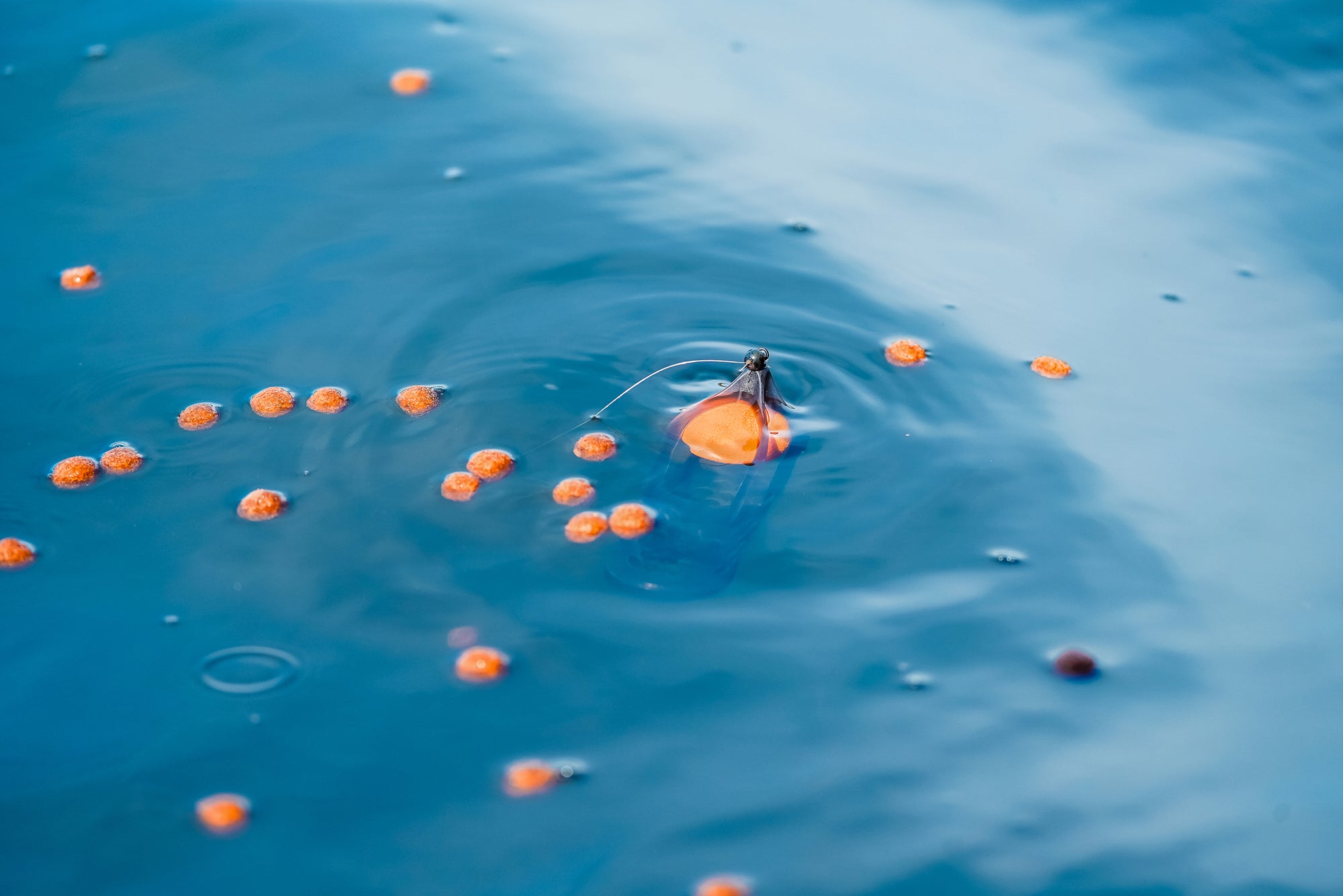 Korum surface feeder float