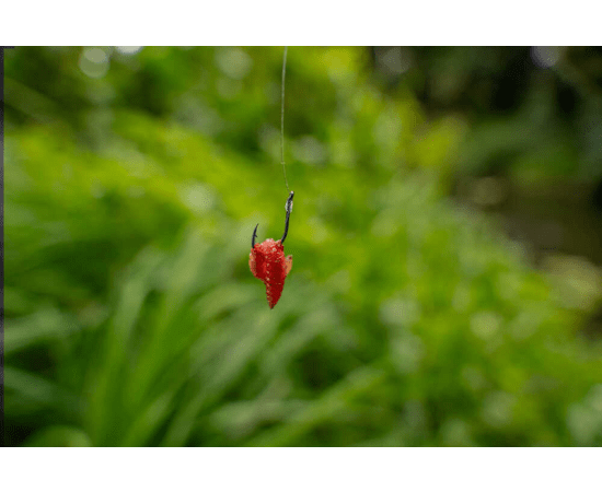 korum xpert maggot micro barbed