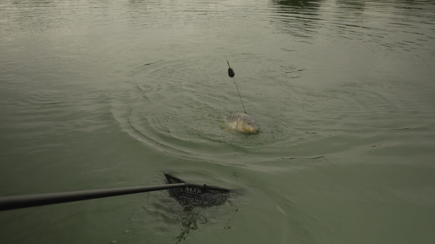 EMBED FEEDERS INLINE