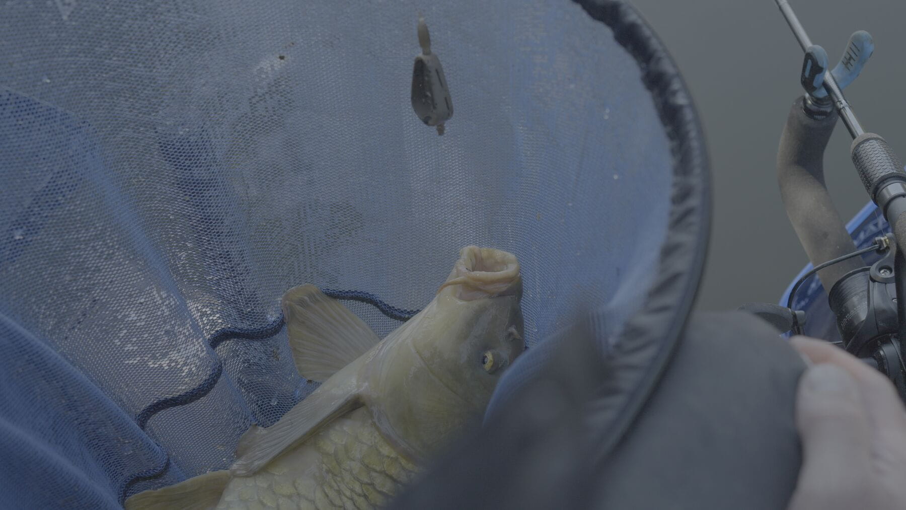 EMBED FEEDERS INLINE