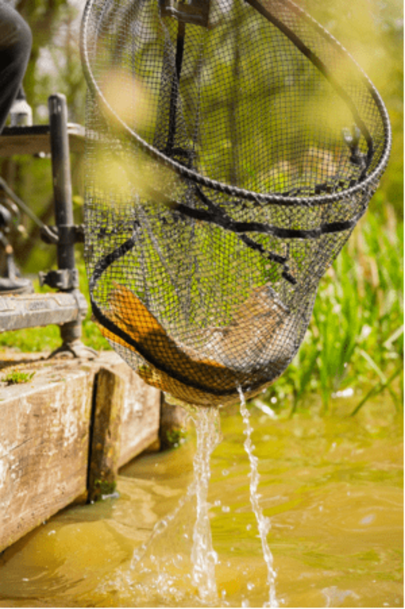 Preston carbon F1 latex landing net
