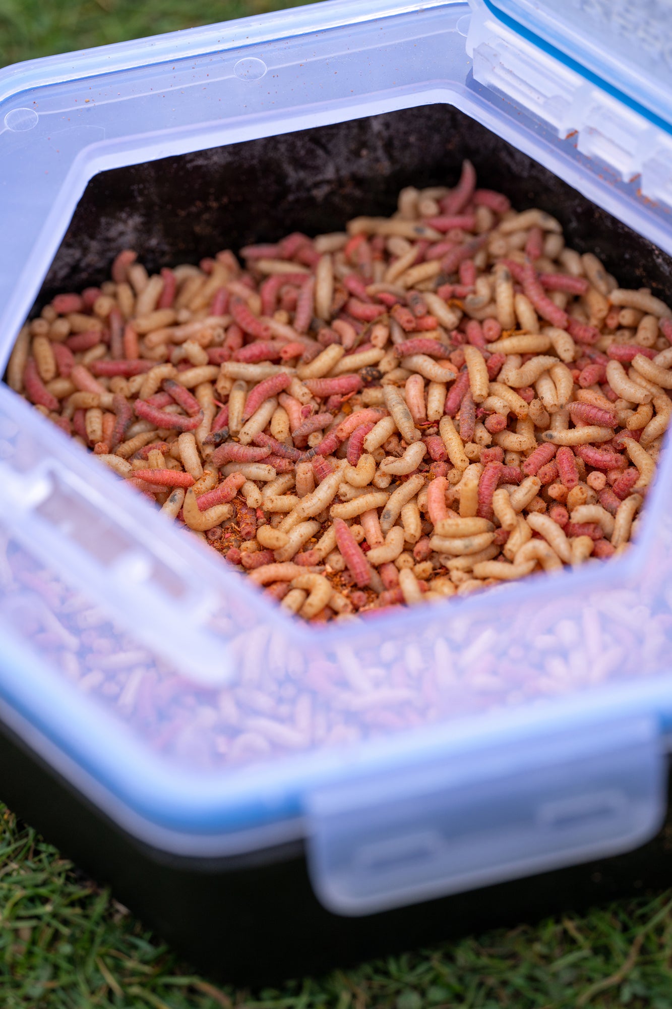 SECURE-LOCK BAIT BOX AND SIEVE 2L