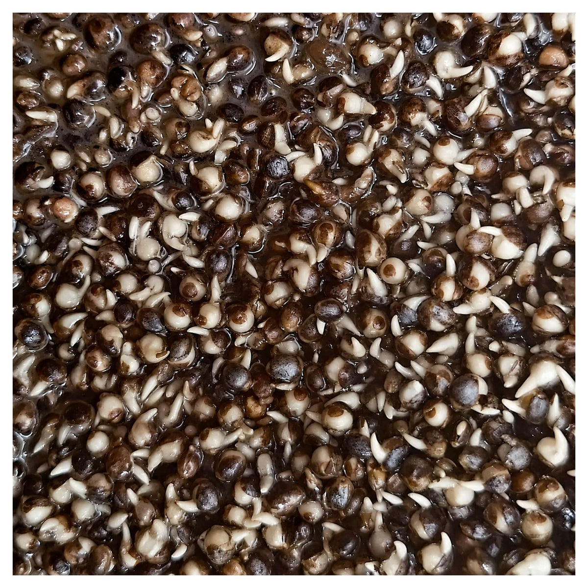 Captura Hempseed – gekookt hennepzaad