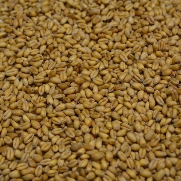 captura baits witte tarwe