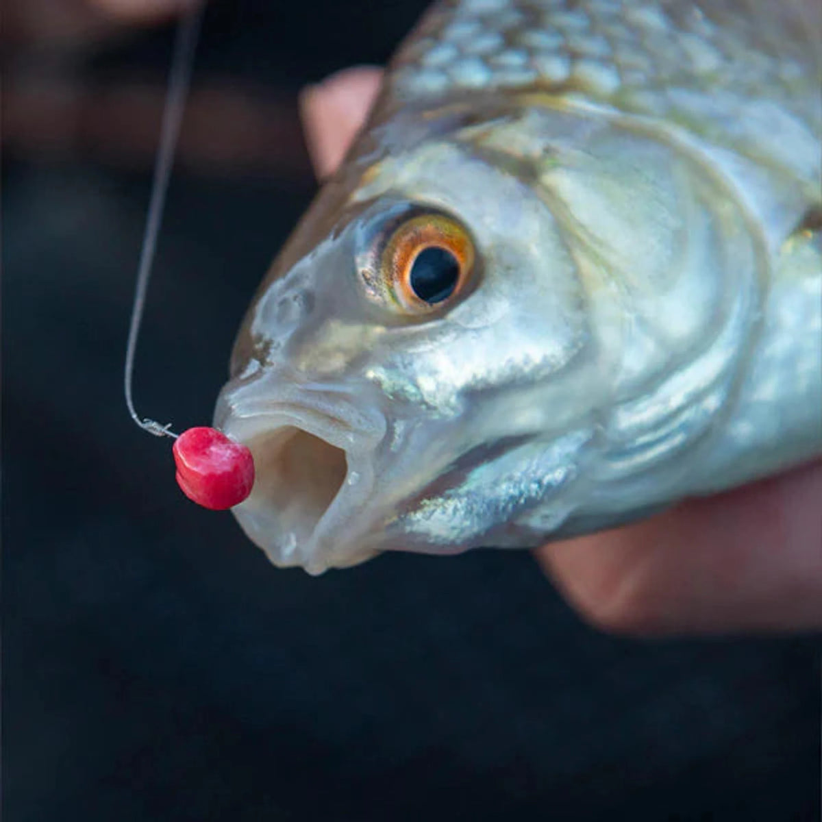 Vis met Fjuka Original 2 in 1 Bait 5mm als haakaas