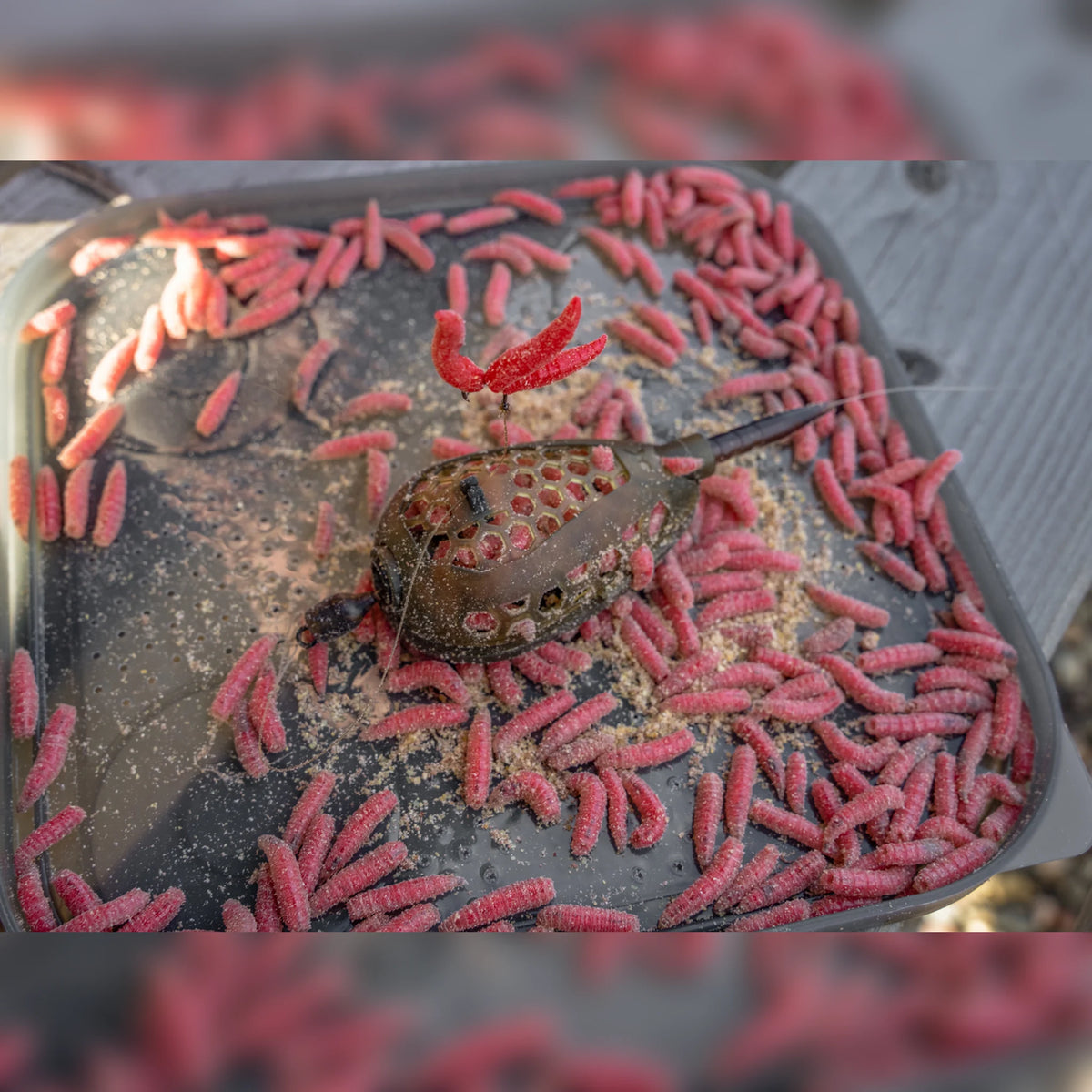Korum Camo Grub Feeder – korf tussen rode maden op een aasdoos