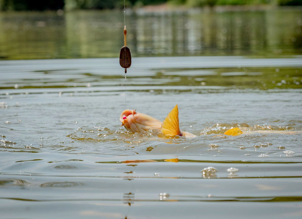 MAP Embed Method Feeder – feeder boven het water tijdens de dril van een karper