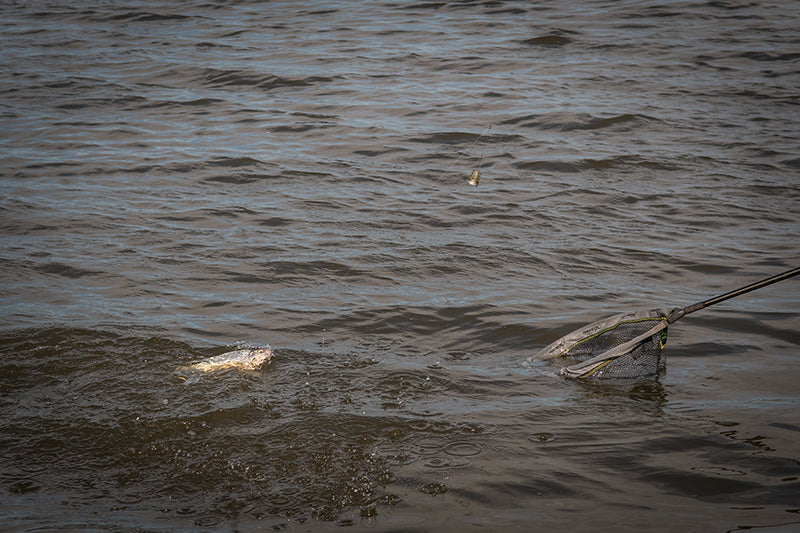 matrox feederskorven