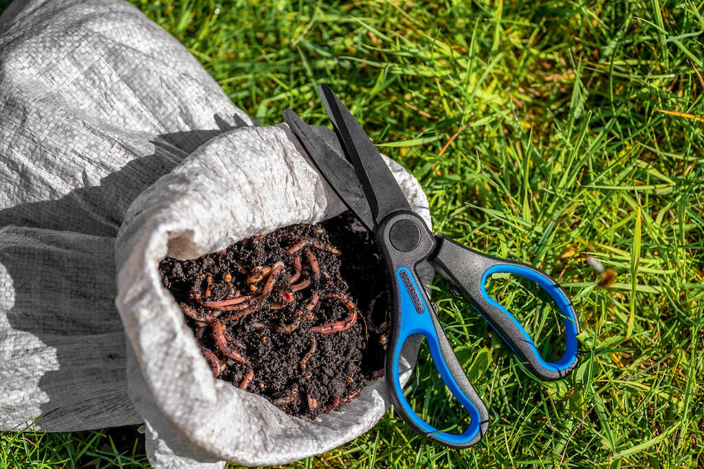 Preston worm scissors wormenschaar