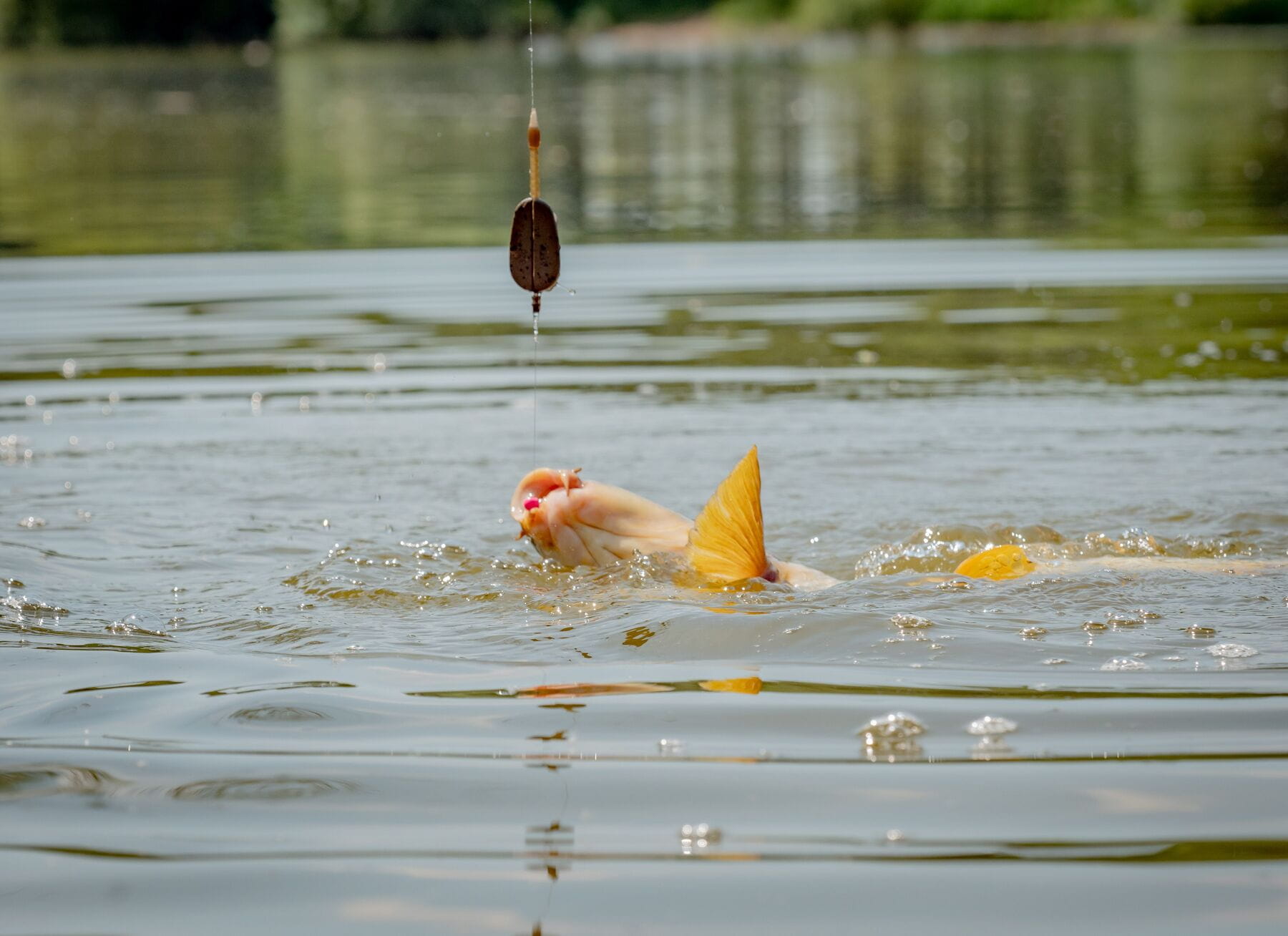 Map embed method feeder