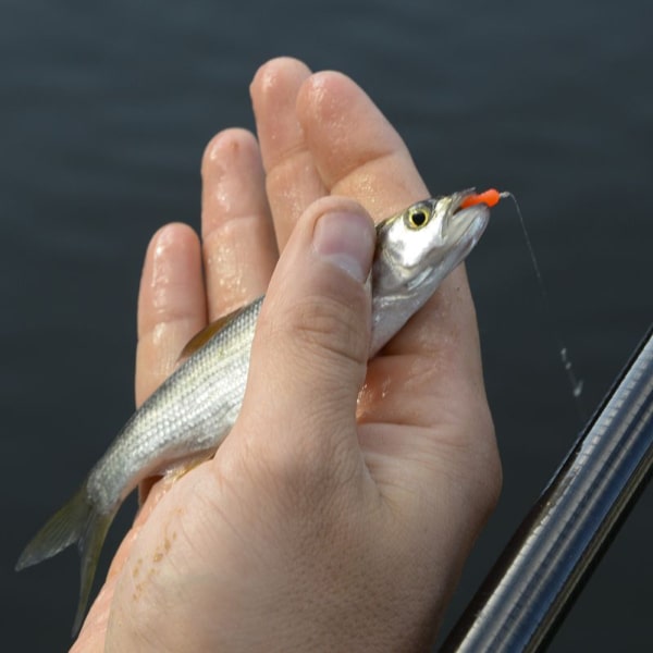 Cresta Spaghetti Worms