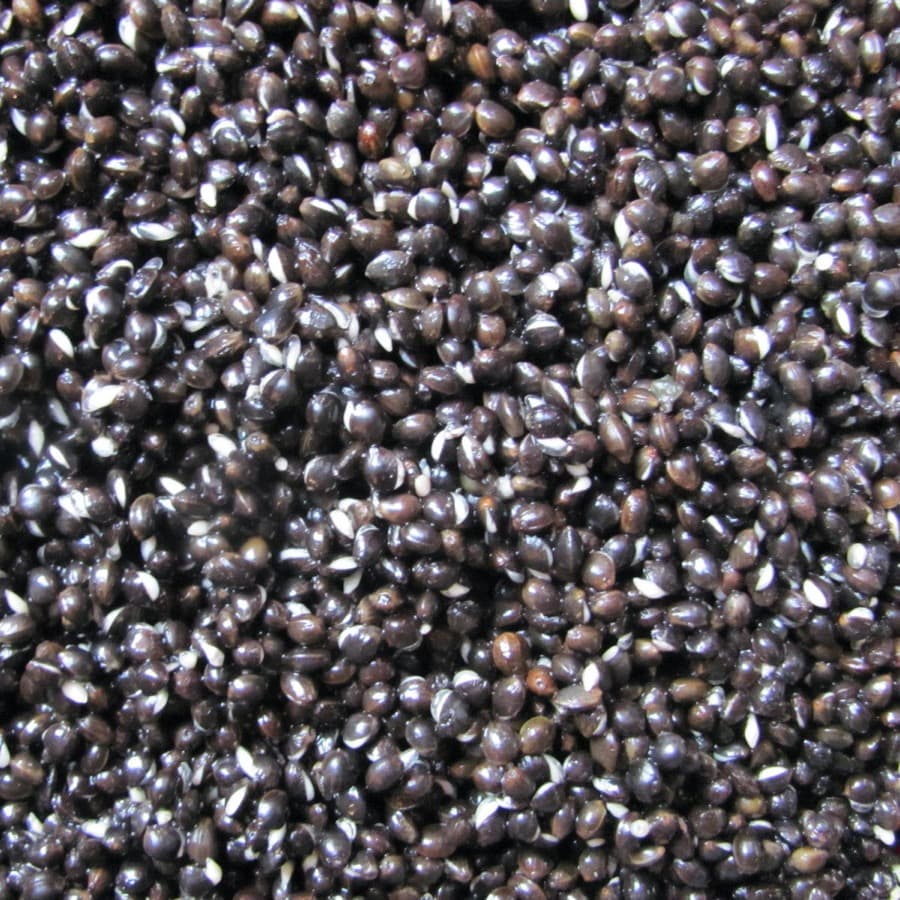 monsterkemp groot kempzaad captura