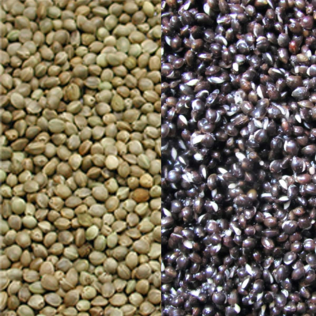 monsterkemp groot kempzaad captura