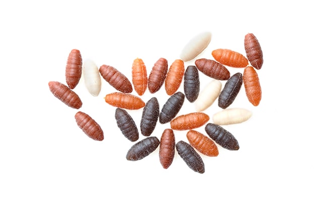 SCHWIMMENDE MADE & CASTER