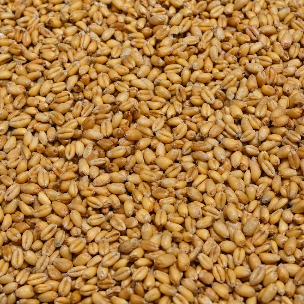 Captura Baits White Wheat witte tarwe close-up