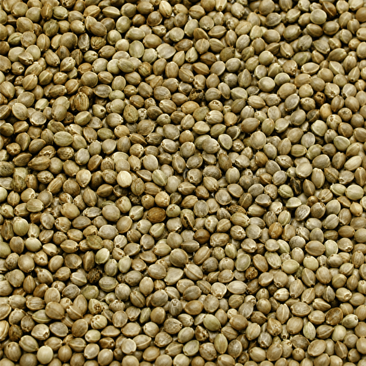Monsterkemp-groot-kempzaad-captura-Baits-15kg-ongekookt