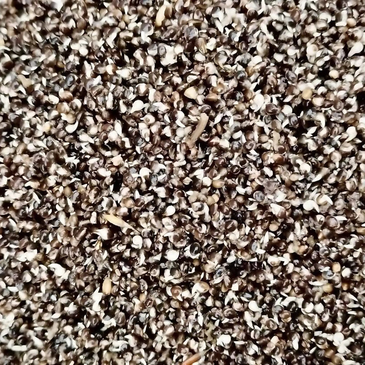 Captura Hempseed – detail van hennepzaad