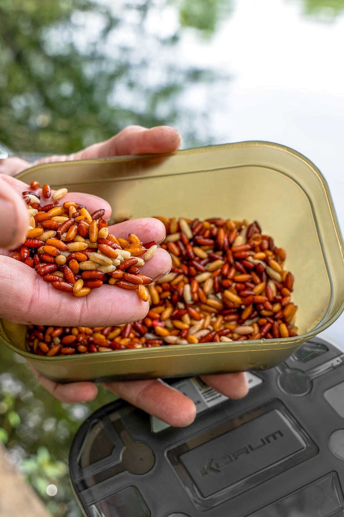 Een hand toont casters boven een open Korum Bait Tub, met het zwarte deksel eronder aan de waterkant