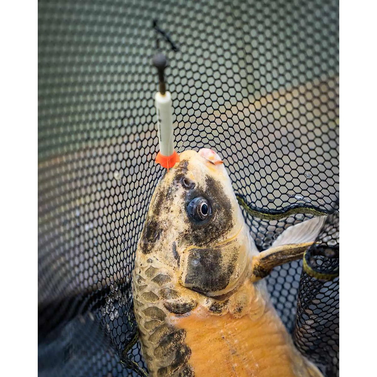 Karper gevangen met een Matrix Foam Pellet Waggler