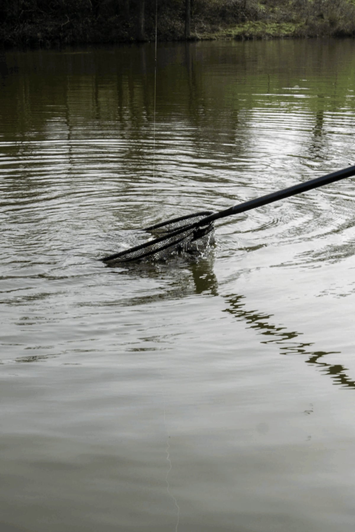 Preston Carbon Free Flow Landing Net met lange steel in het water, tussen zichtbare rimpelingen aan het wateroppervlak